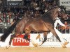 stallion Leandro (Holsteiner, 1985, from Landgraf I)