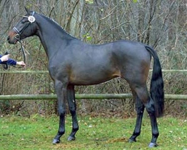 stallion Foster (Westphalian, 2000, from Ferragamo)