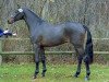 stallion Foster (Westphalian, 2000, from Ferragamo)