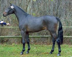 stallion Foster (Westphalian, 2000, from Ferragamo)