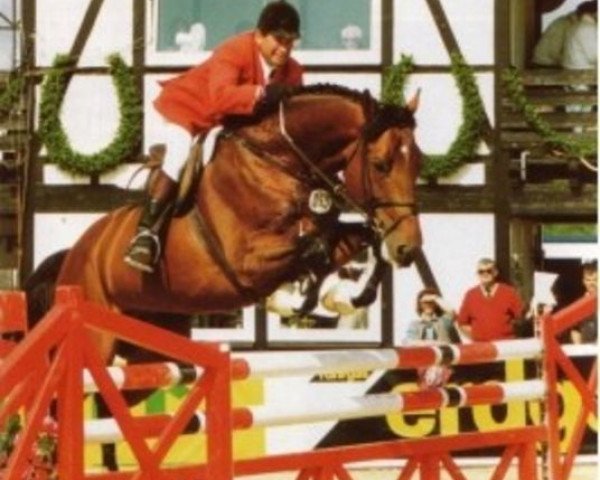 Pferd Cash (Holsteiner, 1987, von Cor de la Bryère)