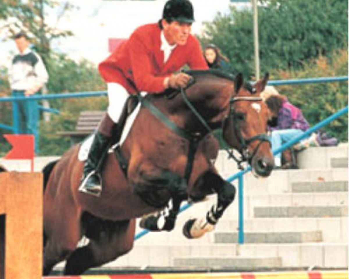 stallion Cambridge (Holsteiner, 1988, from Caletto I)
