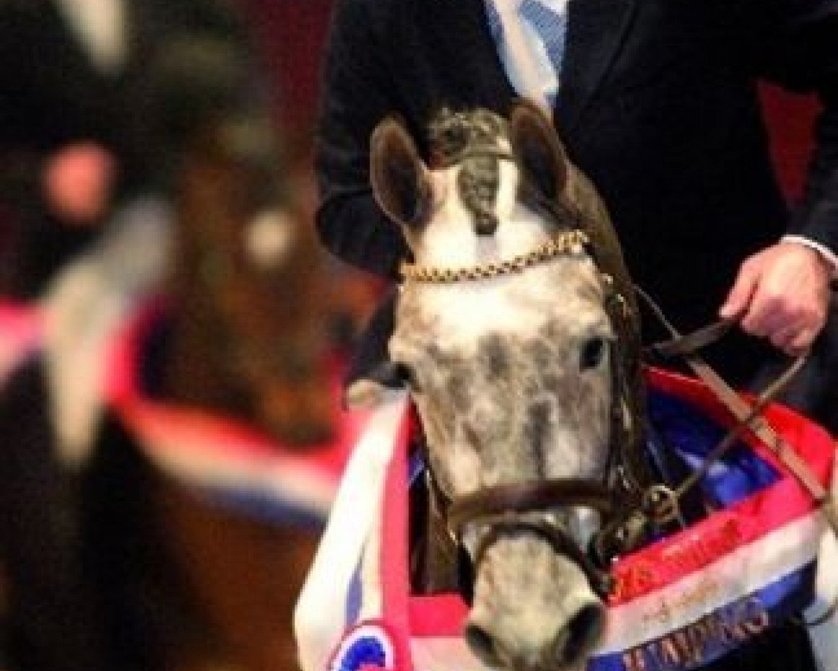 stallion Sydney (KWPN (Royal Dutch Sporthorse), 1999, from Goodtimes)