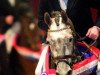 stallion Sydney (KWPN (Royal Dutch Sporthorse), 1999, from Goodtimes)