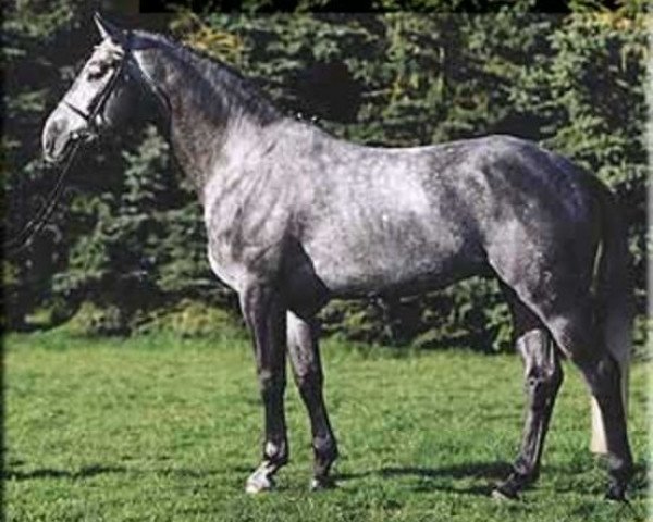 stallion Etrusco (Hanoverian, 1998, from Escudo I)