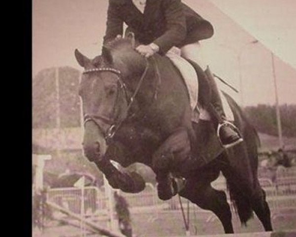 stallion Gladstone (KWPN (Royal Dutch Sporthorse), 1988, from Grosso Z)
