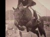 stallion Gladstone (KWPN (Royal Dutch Sporthorse), 1988, from Grosso Z)