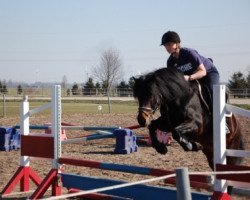 broodmare Minerva (German Riding Pony, 1999, from Llanarth Mostyn Triton)