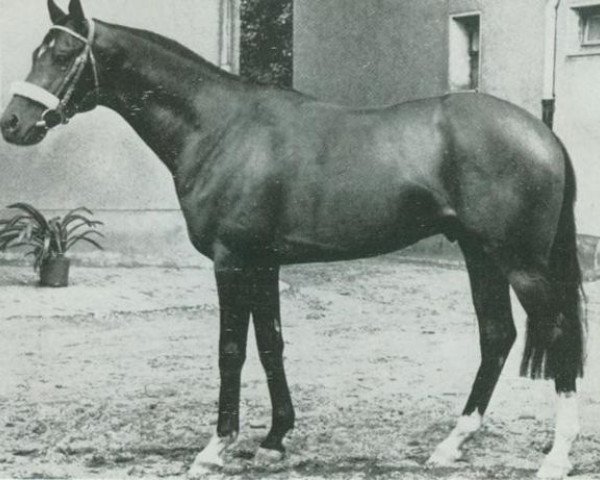 stallion Cher xx (Thoroughbred, 1960, from Wilwyn xx)