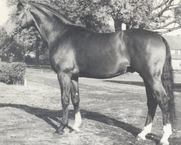 stallion Cherbourg (Hanoverian, 1974, from Cher xx)