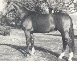 stallion Cherbourg (Hanoverian, 1974, from Cher xx)