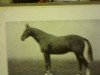 stallion Malice xx (Thoroughbred, 1920, from Malandante xx)