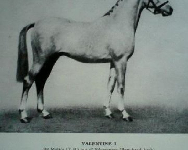 Deckhengst Valentine (British Riding Pony, 1933, von Malice xx)