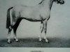 stallion Valentine (British Riding Pony, 1933, from Malice xx)