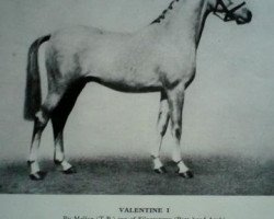 stallion Valentine (British Riding Pony, 1933, from Malice xx)