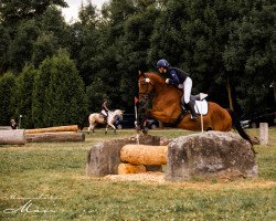 Pferd Valentin (Deutsches Sportpferd, 2016, von Now Or Never M)