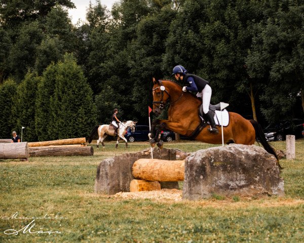 eventing horse Valentin (German Sport Horse, 2016)