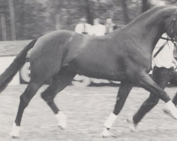 stallion Larry (Holsteiner, 1985, from Landgraf I)