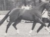 stallion Larry (Holsteiner, 1985, from Landgraf I)