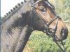 stallion Lapaz L (Westphalian, 1990, from Larry)