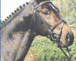 stallion Lapaz L (Westphalian, 1990, from Larry)