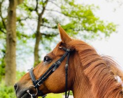 dressage horse Best Cortino B (German Riding Pony, 2008, from Best Cosmopolitan)