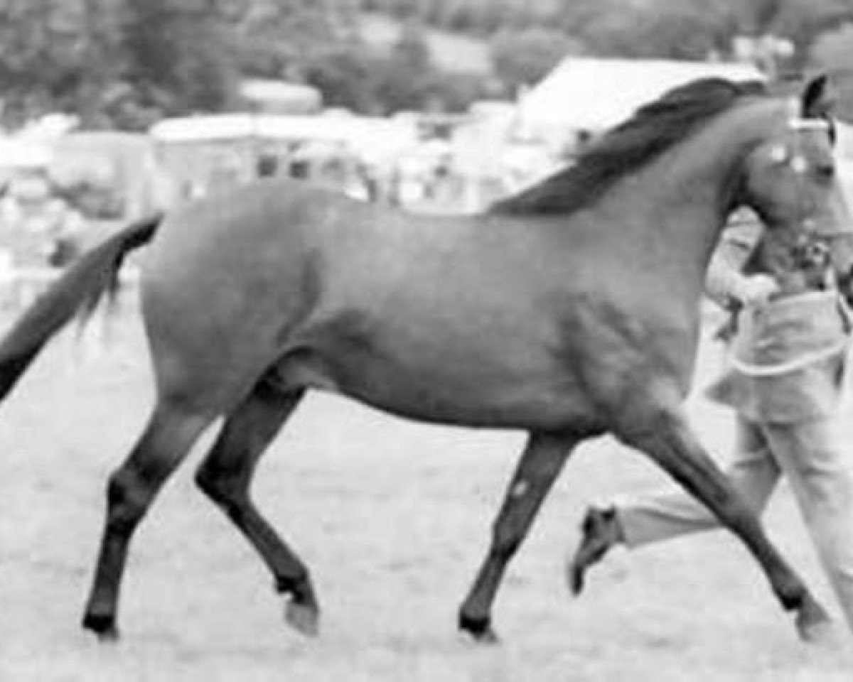 Deckhengst Cusop Hoity-Toity (Welsh Pony (Sek.B), 1963, von Coed Coch Pawl)