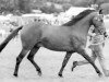 Deckhengst Cusop Hoity-Toity (Welsh Pony (Sek.B), 1963, von Coed Coch Pawl)