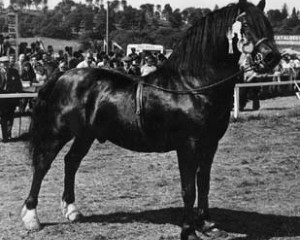 stallion Nebo Black Magic (Welsh-Cob (Sek. D), 1962, from Pentre Eiddwen Comet)
