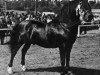 stallion Nebo Black Magic (Welsh-Cob (Sek. D), 1962, from Pentre Eiddwen Comet)