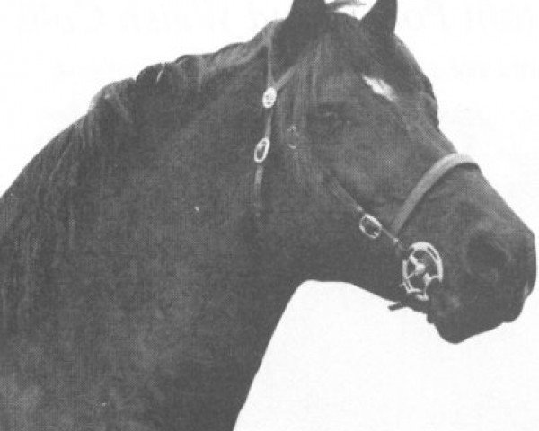stallion Derwen Black Magic (Welsh-Cob (Sek. D), 1966, from Nebo Black Magic)