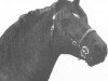 stallion Derwen Black Magic (Welsh-Cob (Sek. D), 1966, from Nebo Black Magic)