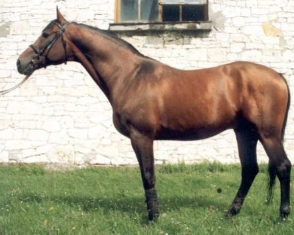 stallion Berlin Bej (Little-Poland (malopolska), 1994, from Elsing ox)