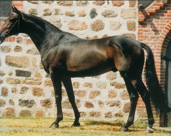 stallion Marquis AA (Anglo-Arabs, 1986, from Matcho AA)