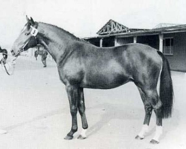 stallion Leander (Holsteiner, 1971, from Ladykiller xx)