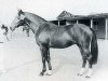 horse Leander (Holsteiner, 1971, from Ladykiller xx)