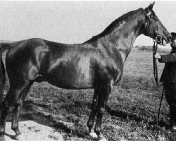 stallion Humanist (Trakehner, 1916, from Tautropfen)