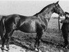 stallion Humanist (Trakehner, 1916, from Tautropfen)