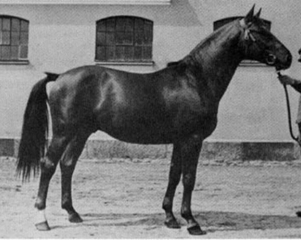 stallion Parad (Trakehner, 1937, from Humanist)