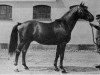 stallion Parad (Trakehner, 1937, from Humanist)