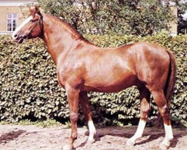 stallion Gaspari (Swedish Warmblood, 1949, from Parad)