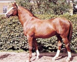 Deckhengst Gaspari (Schwedisches Warmblut, 1949, von Parad)