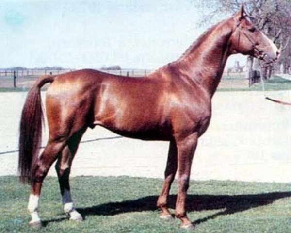 stallion Eminent (Swedish Warmblood, 1974, from Emir)