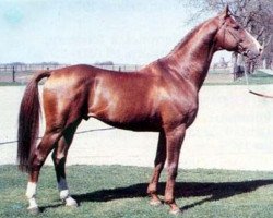 Deckhengst Eminent (Schwedisches Warmblut, 1974, von Emir)