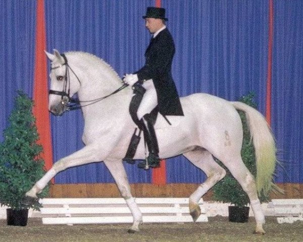 stallion Inselfürst (Oldenburg, 1986, from Inschallah AA)
