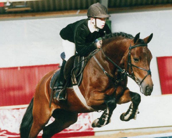 stallion Nieuwmoeds Patrick (New Forest Pony, 1995, from Beaucandan Brendan)