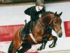 stallion Nieuwmoeds Patrick (New Forest Pony, 1995, from Beaucandan Brendan)
