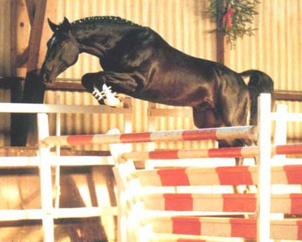 stallion Amani (Hanoverian, 1986, from Argentan I)