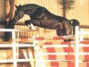 stallion Amani (Hanoverian, 1986, from Argentan I)