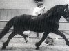 stallion Bucklesham Brenin Bach (Welsh-Cob (Sek. D), 1975, from Derwen Black Magic)